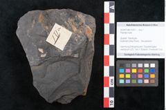 Foto (Objekt + Etikett) von Plantae indet.  (NHMW-GEO-2024-0188-10261)